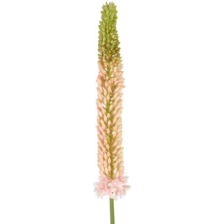 Fox Tail Stem 84cm Pink