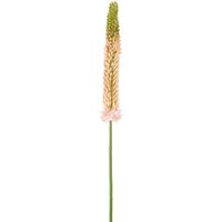 Fox Tail Stem 84cm Pink