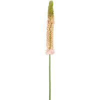 Fox Tail Stem 84cm Pink