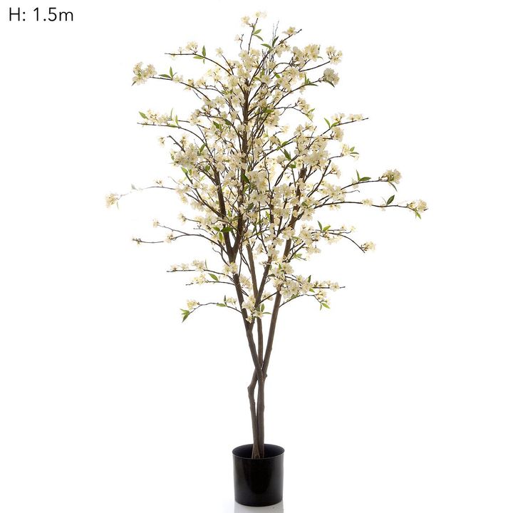 Cherry Blossom Tree 1.8m