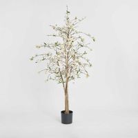 Cherry Blossom Tree 1.8m