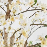 Cherry Blossom Tree 1.8m