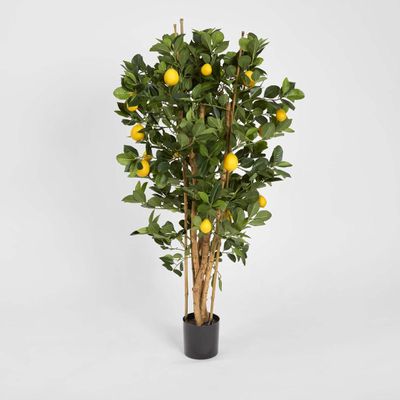 Lemon Tree 1.15m
