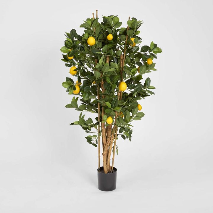 Lemon Tree 1.15m