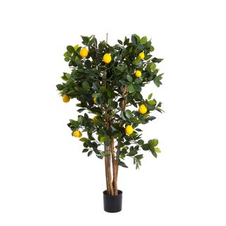 Lemon Tree 1.15m