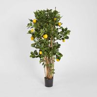 Lemon Tree 1.15m