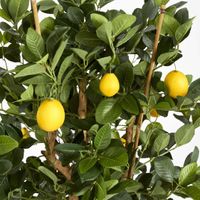 Lemon Tree 1.15m