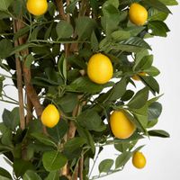 Lemon Tree 1.15m