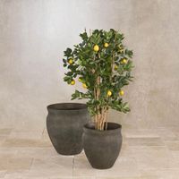 Lemon Tree 1.15m