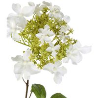 Hydrangea Spray 70cm White