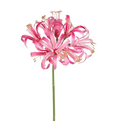 Nerine Lily Stem 61cm Pink