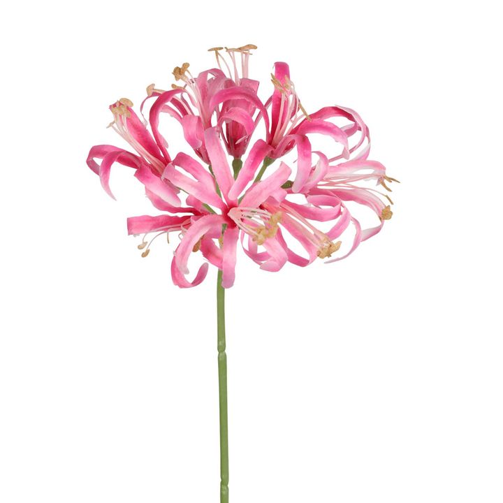 Nerine Lily Stem 61cm Pink