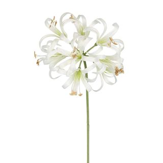 Nerine Lily Stem 61cm White