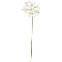 Nerine Lily Stem 61cm White