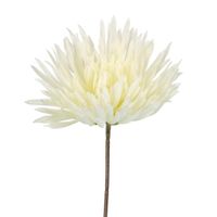 Mum Stem 71cm Cream
