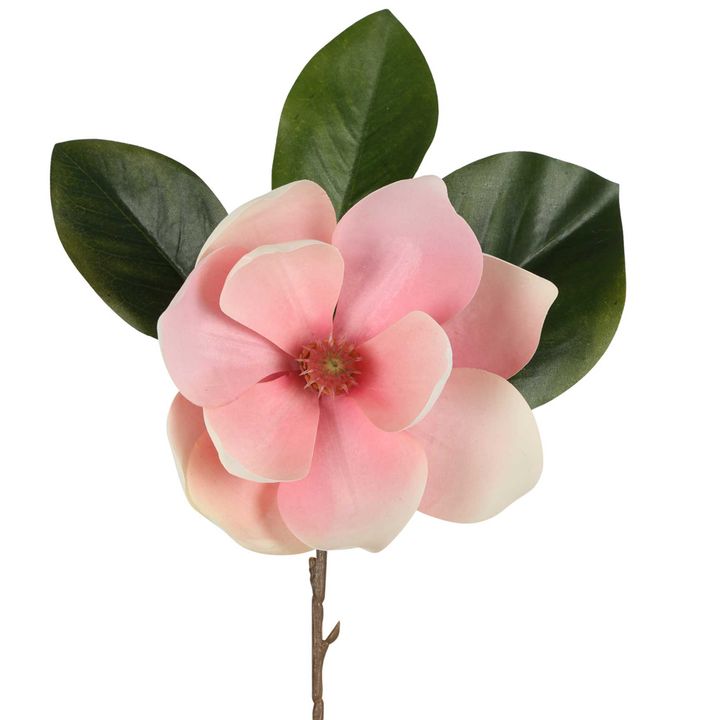 Soulangiana Magnolia Stem 60cm Pink