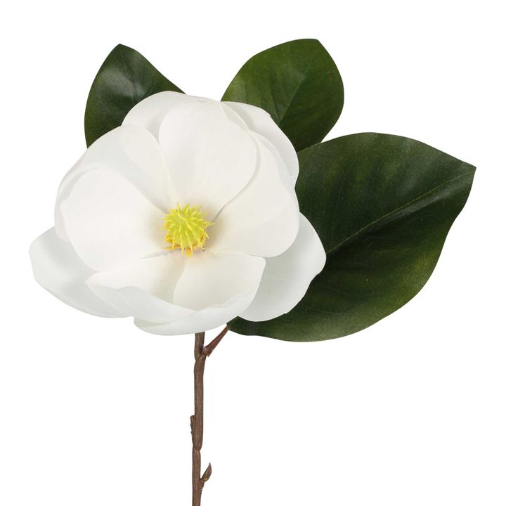 Soulangiana Magnolia Stem 60cm White