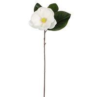 Soulangiana Magnolia Stem 60cm White