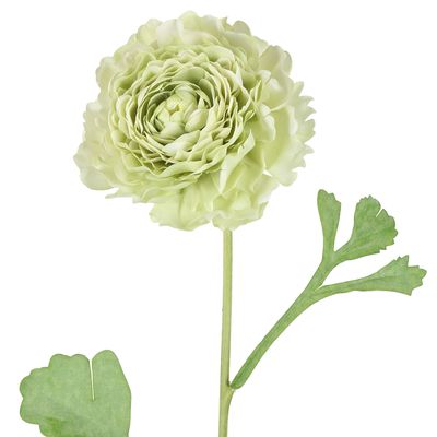 Ranunculus Stem 56cm Green