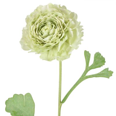 Ranunculus Stem 56cm Green