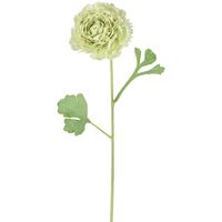 Ranunculus Stem 56cm Green