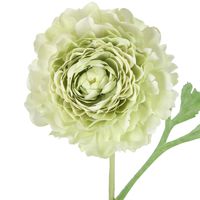 Ranunculus Stem 56cm Green