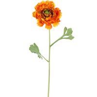 Ranunculus Stem 56cm Orange