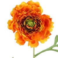 Ranunculus Stem 56cm Orange