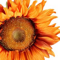 Sunflower Spray 87cm Orange