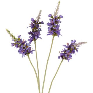 Salvia Nutans Sage Spray 84cm Lavender