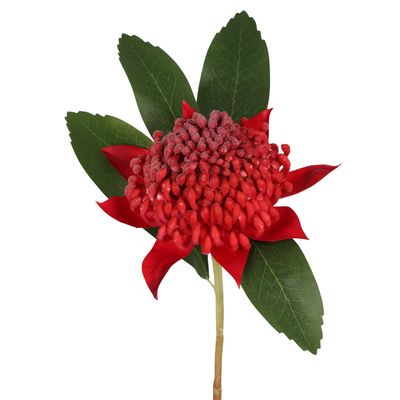 Waratah Stem 50cm Red