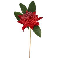 Waratah Stem 50cm Red