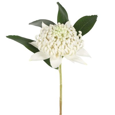 Waratah Stem 50cm White