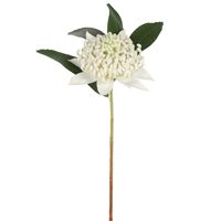 Waratah Stem 50cm White