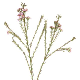 Wax Flower Spray 84cm Pink