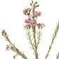 Wax Flower Spray 84cm Pink