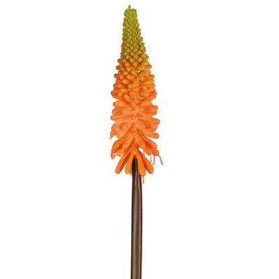 Red Hot Poker Stem 69cm Orange