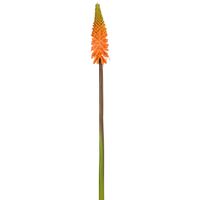 Red Hot Poker Stem 69cm Orange