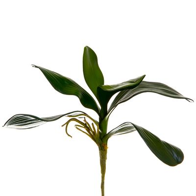 Orchid Leaf Cluster 35cm Green