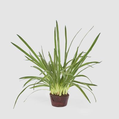 Cymbidium Leaves in Soil Pot 1m Green