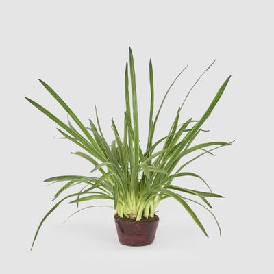 Cymbidium Leaves in Soil Pot 1m Green