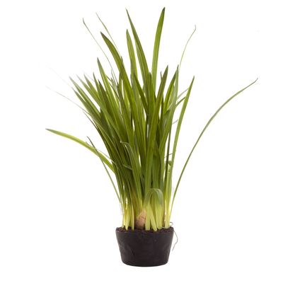 Cymbidium Leaves in Soil Pot 1m Green