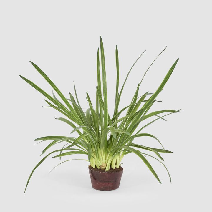 Cymbidium Leaves in Soil Pot 1m Green