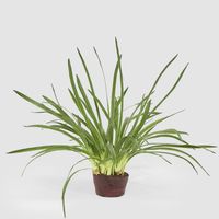 Cymbidium Leaves in Soil Pot 1m Green