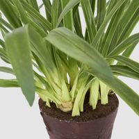 Cymbidium Leaves in Soil Pot 1m Green