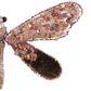 Shayle Glitter Clip on Dragonfly Pink