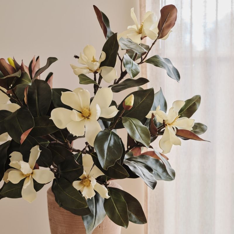 Magnolia Magnific