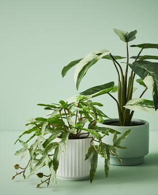 Floral Interiors Artificial Plants Potted