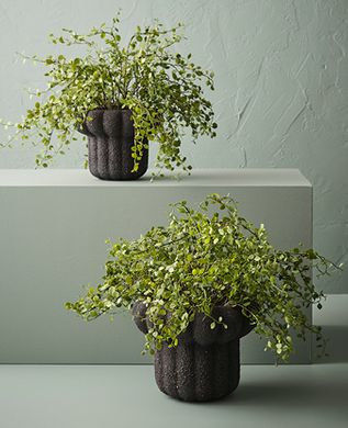 Floral Interiors Potted Plants_Maidenhair