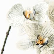 Orchid Phalaenopsis Infused x6 Grey 86cml
